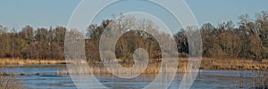 Frozen marsh with golden reed and bare trees in the flemish countryside