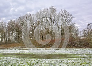 Frozen meadow and  bare trees on a cloudy winter day in the Flemish countryside