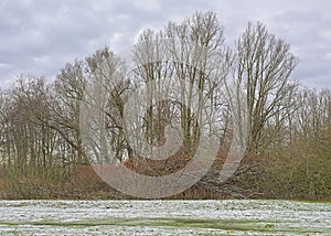 Frozen meadow and  bare trees on a cloudy winter day in the Flemish countryside