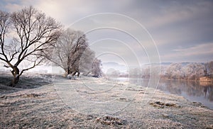 Frozen meadow near lake with trees in late november