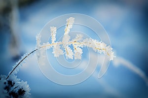 Frozen meadow plant