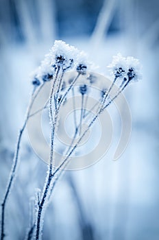 Frozen meadow plant