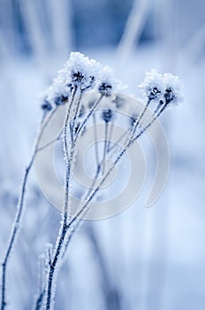 Frozen meadow plant