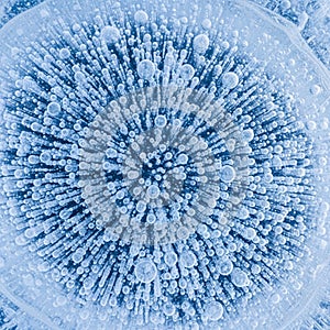 Frozen Methane Bubbles in Ice
