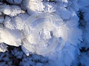 Frozen moisture on the plants turned into bizarre snowflakes