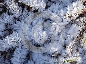 Frozen moisture on the plants turned into bizarre snowflakes