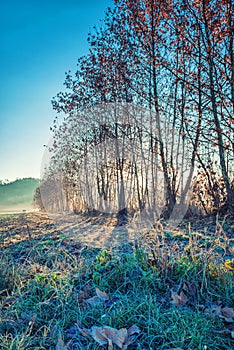 Frozen morning