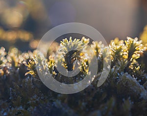 Frozen moss texture on tree trunk with blured background. Macro winter background