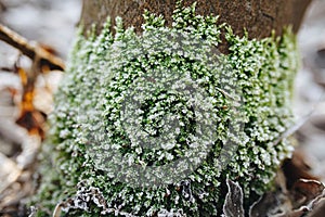 Frozen moss on tree outdoor at end of winter