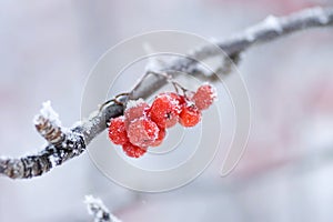The frozen mountain ash on a branch