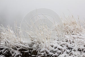 Frozen nardus stricta grass during winter
