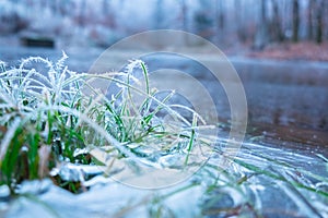 Frozen nature with grass. Winter background with frozen lake.