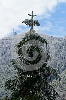 Frozen needle-leaved tree in winter