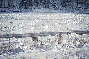 Frozen Neris river and two large dogs