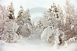 Mražené sever les v sníh 