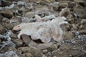 Frozen oak leaf laying on a stones covered with hoarfrost