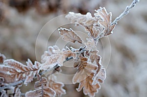 Frozen oak leaves on a branch