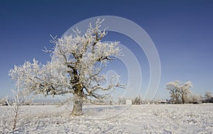 Frozen oak tree