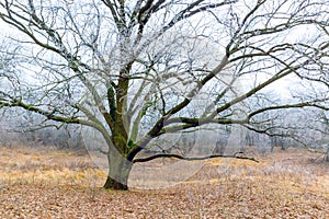 Frozen oak tree