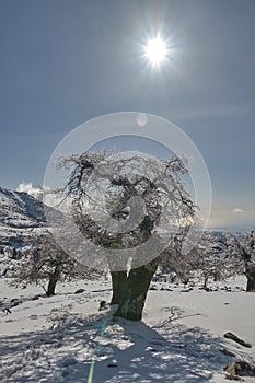 Frozen Oak tree forest with snow, fog, rocks and bright sun in Sierra de las Nieves