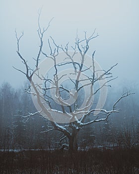 A Frozen Old Tree in North Zealand, Denmark