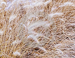 Frozen pampa grass in wintertime