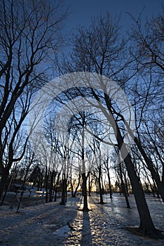 Frozen park reflecting winter shadows at sunset