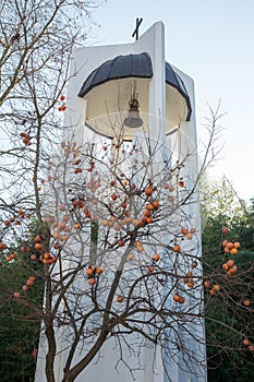 Frozen persimmon from the bell tower of the church of St. Petka in Rupite, Bulgaria