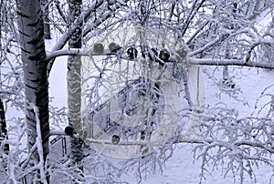 Frozen pigeons on snowy birch. Birds on tree on cold winter d