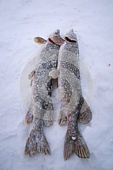 Frozen pike fish