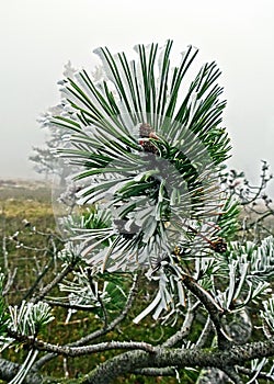 Frozen pine branches