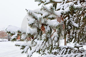 Frozen pine branches in the snow