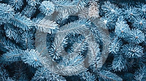 Frozen Pine Branches: Winter Texture Background