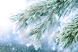 Frozen pine fir