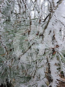 Frozen pine needles with tiny ice crystals in the nature. Taken in Karlsruhe.