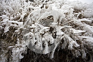 Frozen pine tree