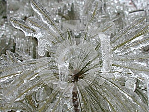 Frozen Pine Tree 2