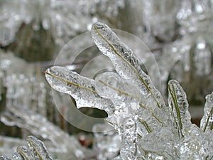 Frozen Pine Tree