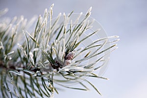 Frozen pine tree