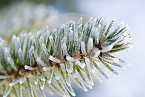 Frozen pine tree branch