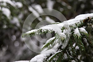 Frozen pine tree