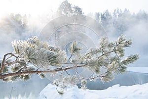 Frozen pine tree branch in morning haze