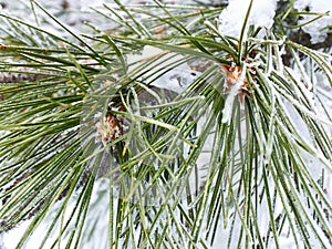 Frozen pine-tree branches