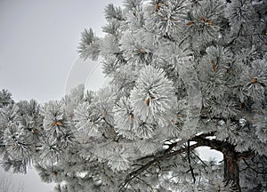 Frozen Pine Tree branches covered in frost