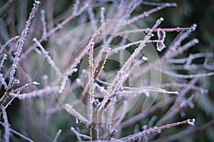 Frozen pine tree branches in winter time