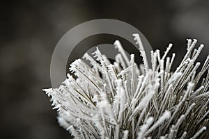 Frozen pine tree branches in winter time