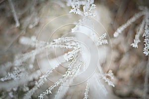 Frozen pine tree branches in winter time