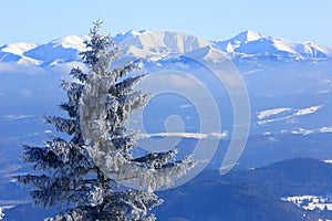 Frozen pine tree on mountain background