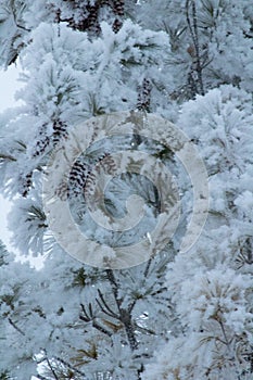 Frozen Pine Tree