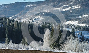 Frozen pine trees early morning on Carpathian mountains in Ukraine